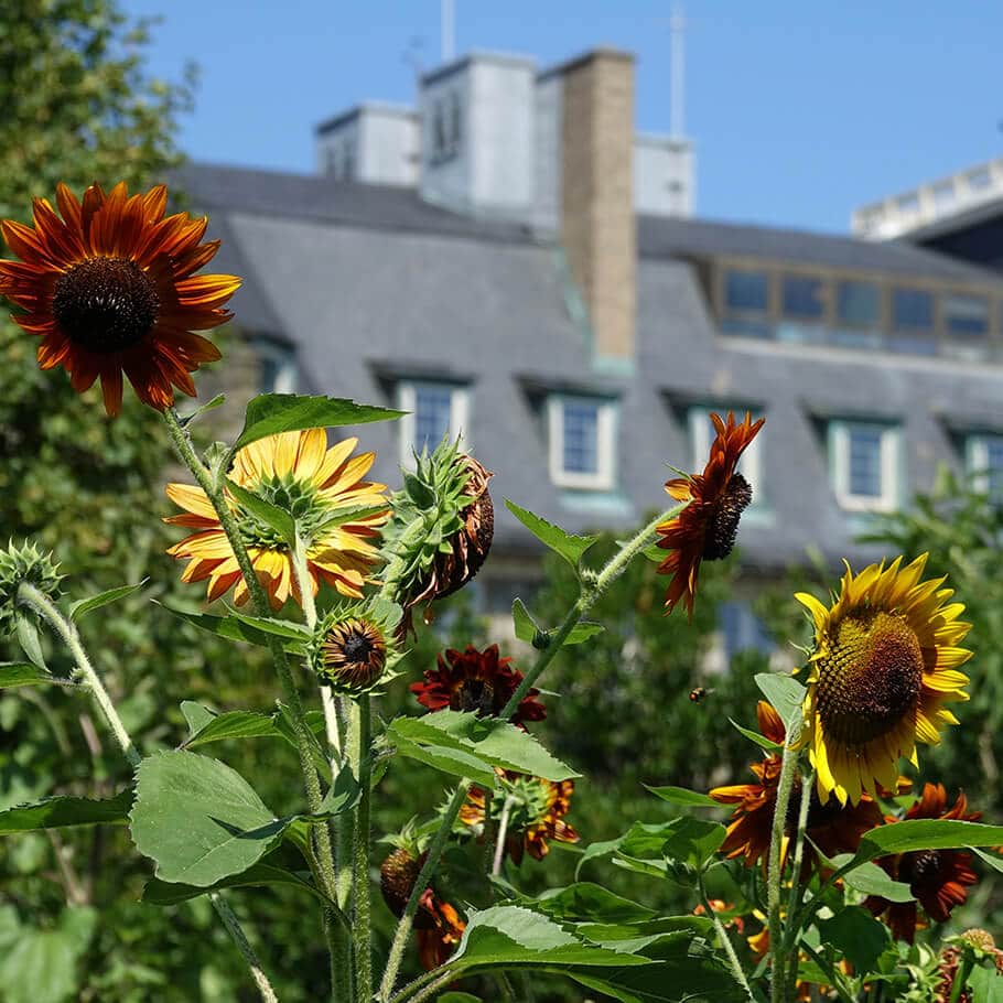 Sunflowers outside of Skytop Lodge
