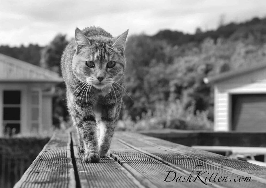 cat photography ideas