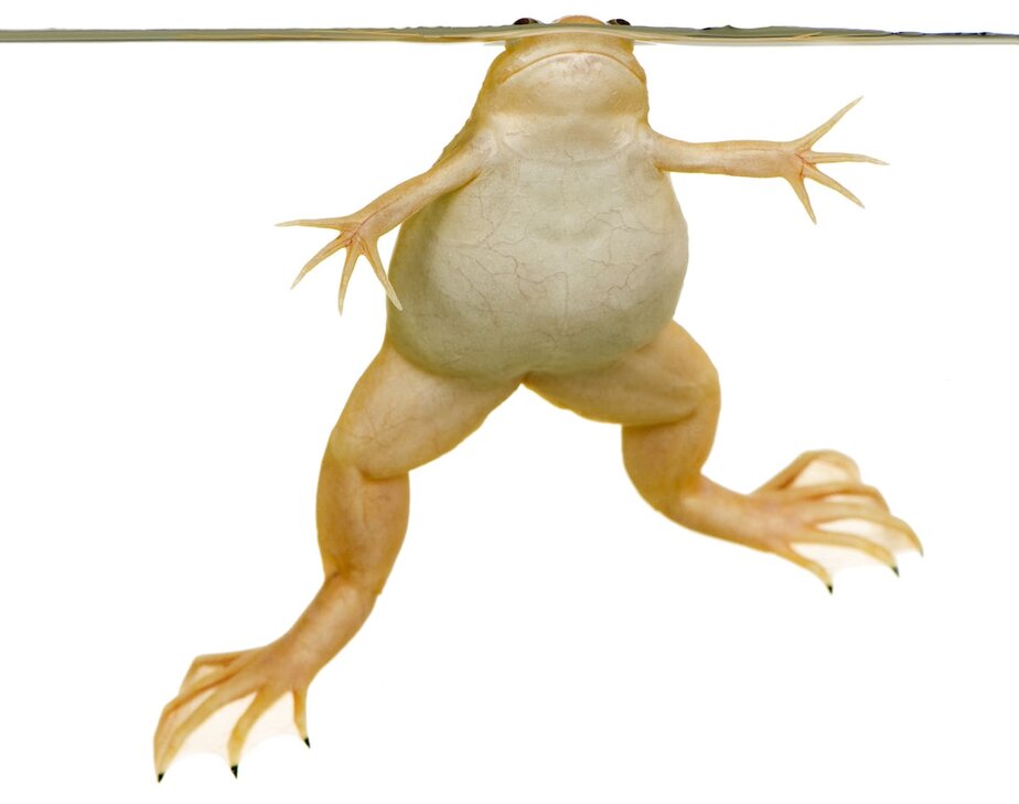 Discover more than 121 do frogs have nails super hot ceg.edu.vn