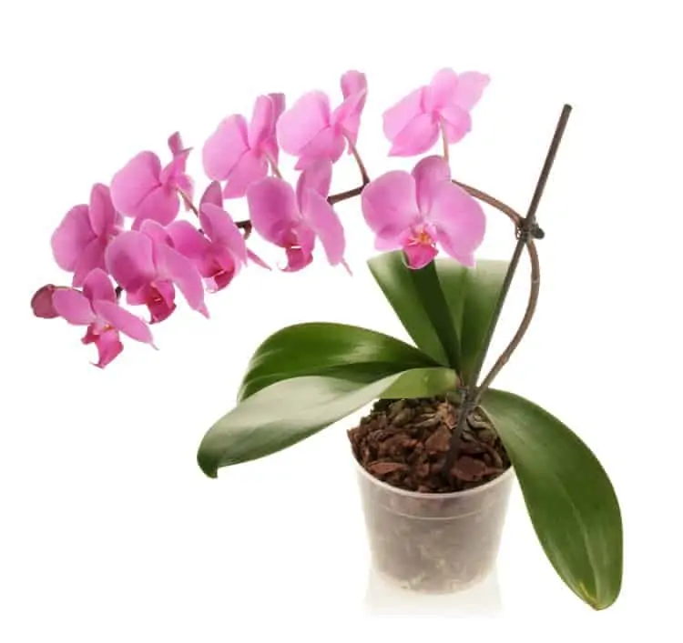 Orchid Leaves And Flowers Drooping Best Flower Site