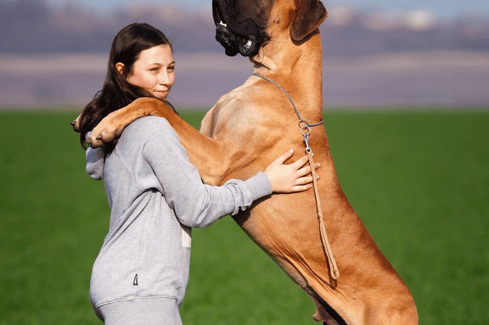 Good Big Dog Breeds: Perfect Companions for Families