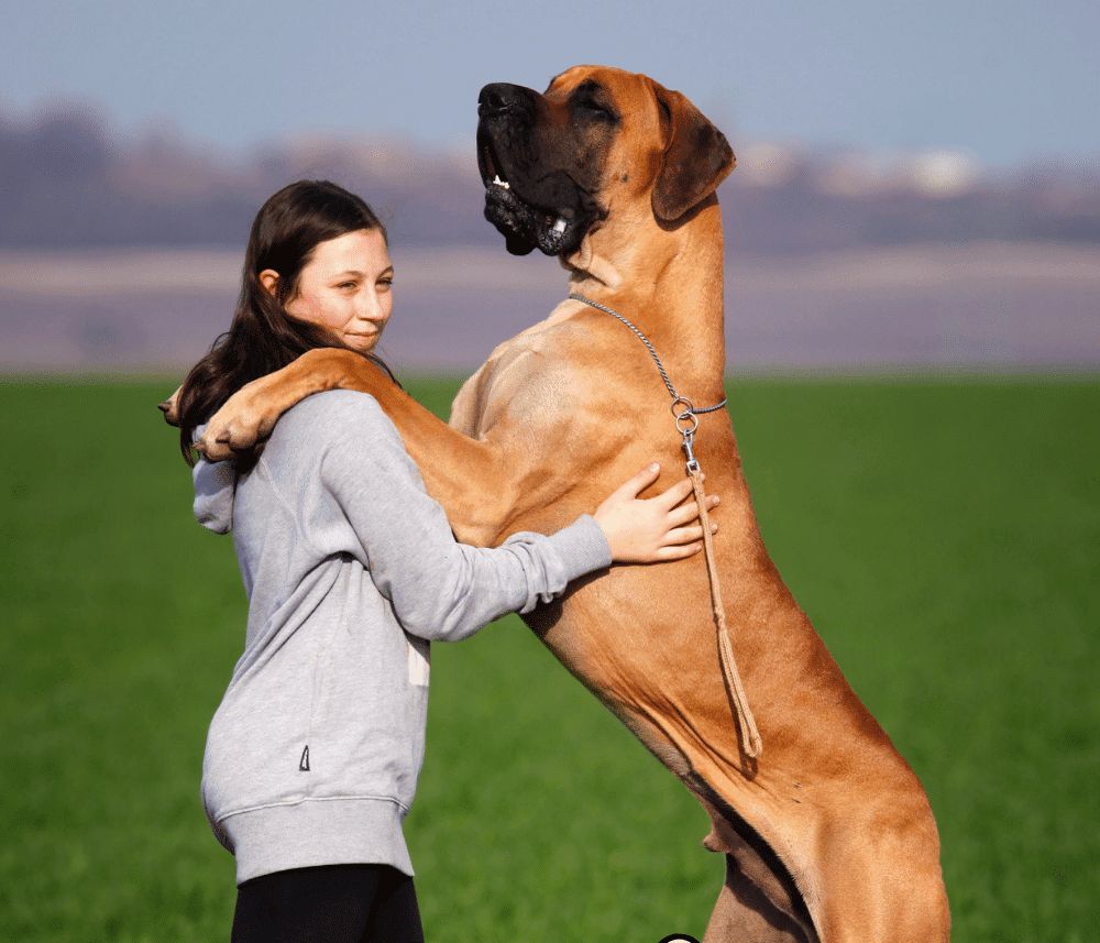 Good Big Dog Breeds: Perfect Companions for Families
