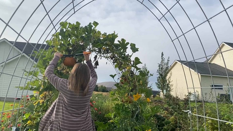 A Guide and Tips for Growing Pumpkins in Small Spaces » Little House on Laurel