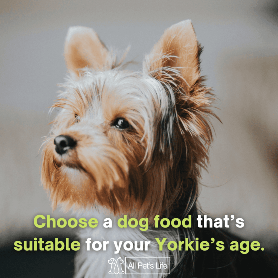 best canned dog food for yorkies