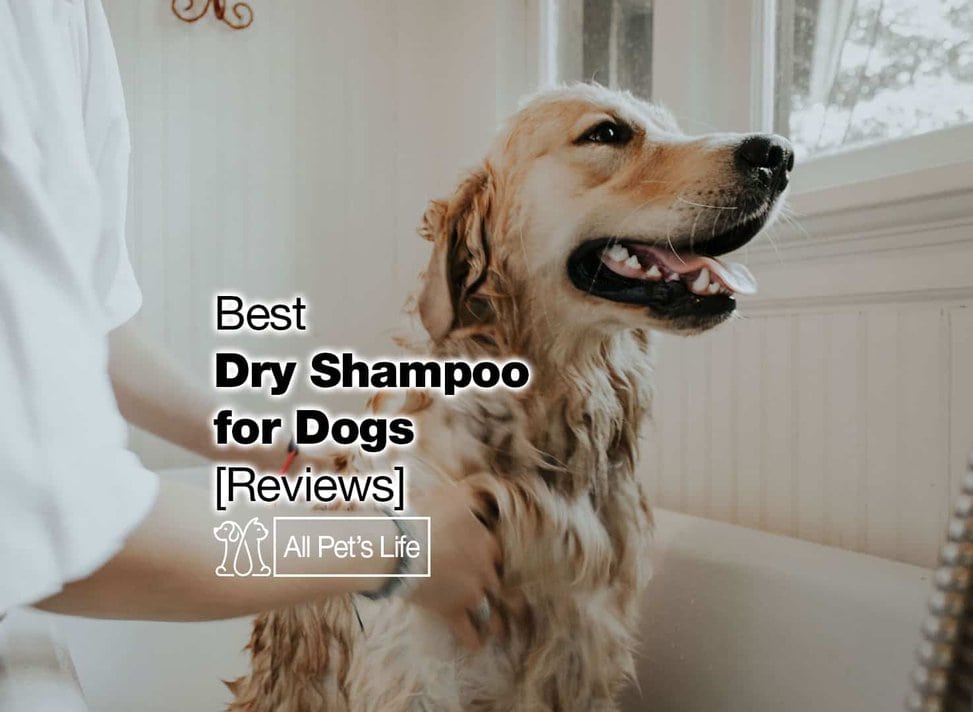 human dry shampoo on dogs