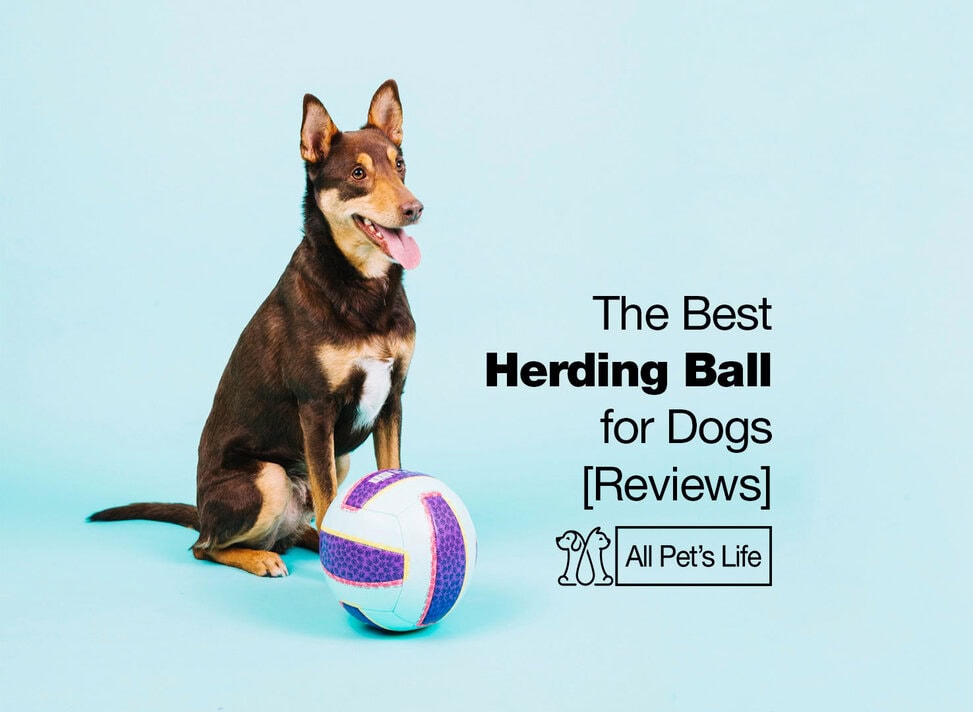 cattle dog herding ball