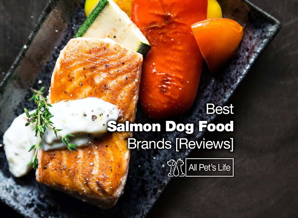 best fish dog food