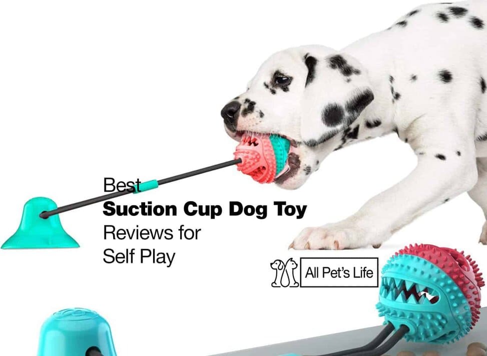 dog pull toy suction cup
