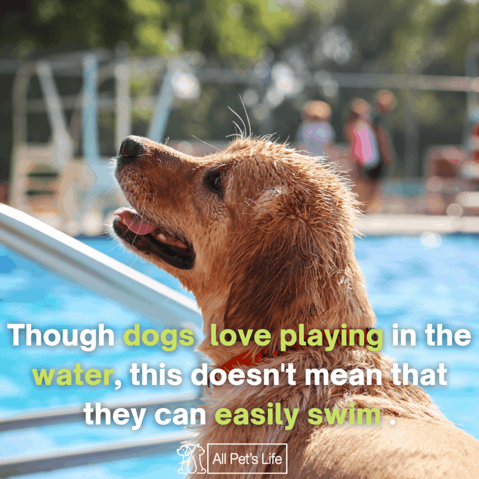 dog pool ramp amazon