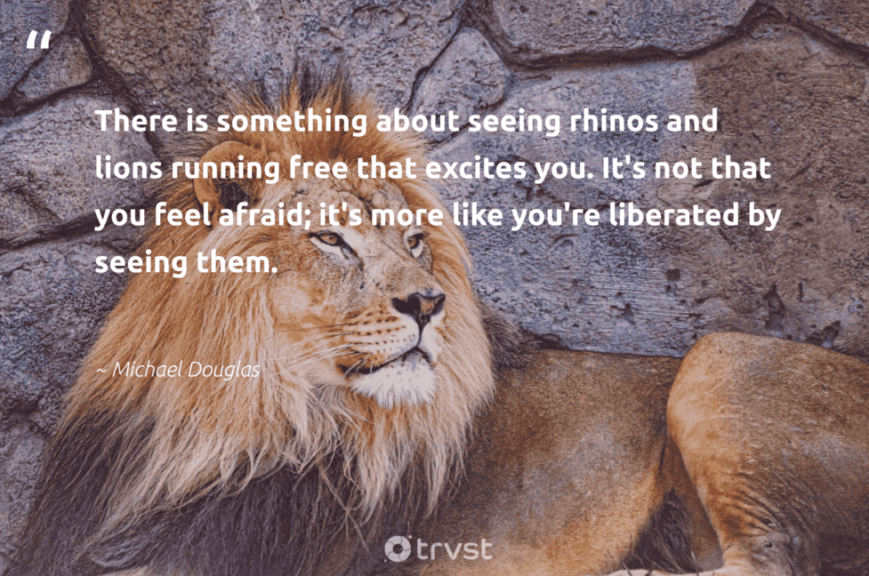 Lions Quotes And Saying Lion Quotes - 42 Inspirational Lion Sayings & Famous Quotes