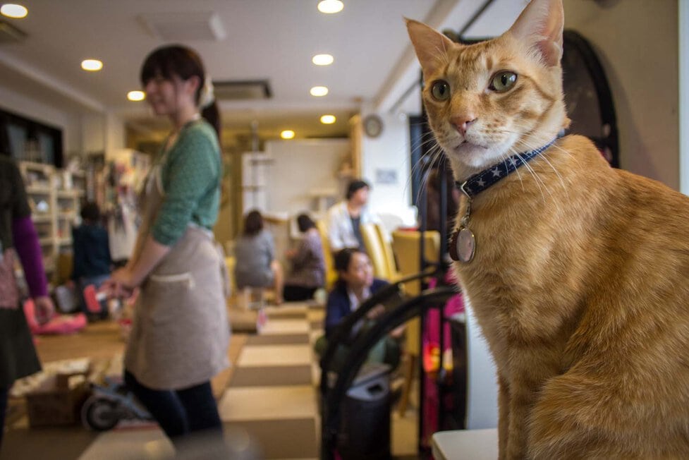 Tokyo cat cafe: weird cafes in Japan