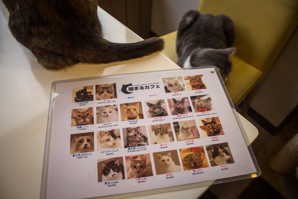 Tokyo cat cafe: weird cafes in Japan