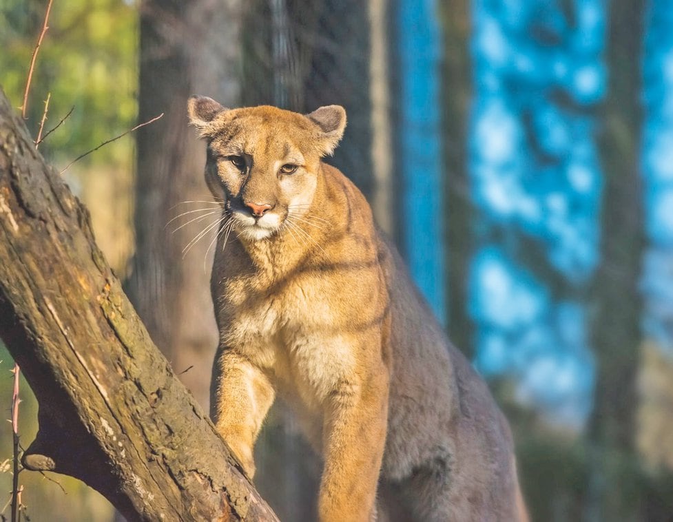 lion de montagne femelle
