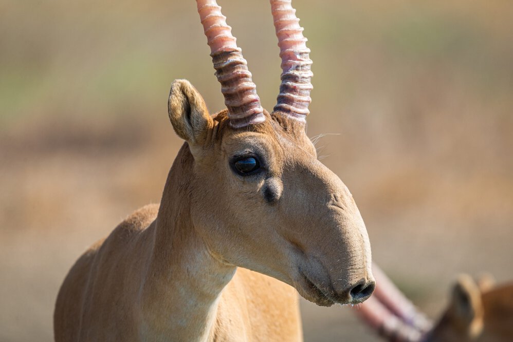 Saiga Antilope