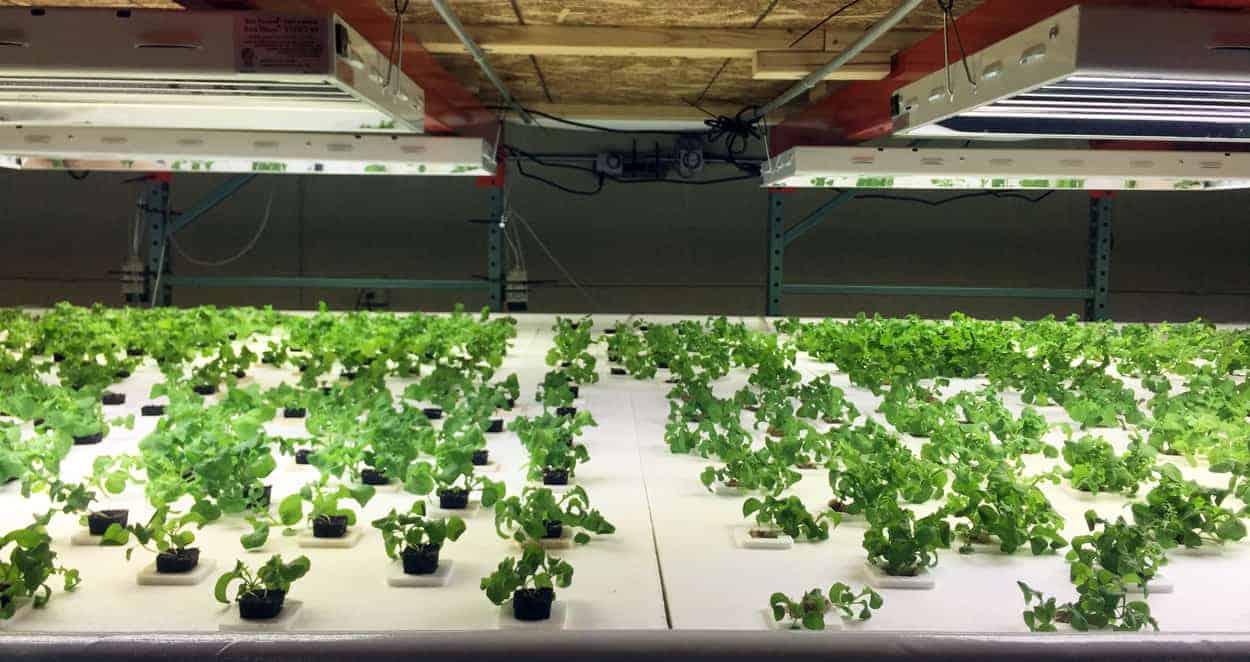 Do fish in aquaponics need light CSCC To Host 8th Annual Environmental Awareness Fair