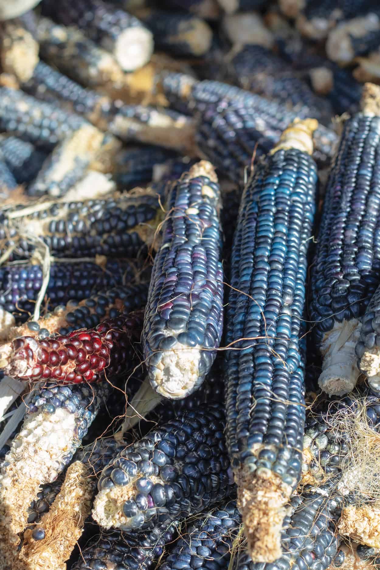 A Future for Blue Corn Edible New Mexico