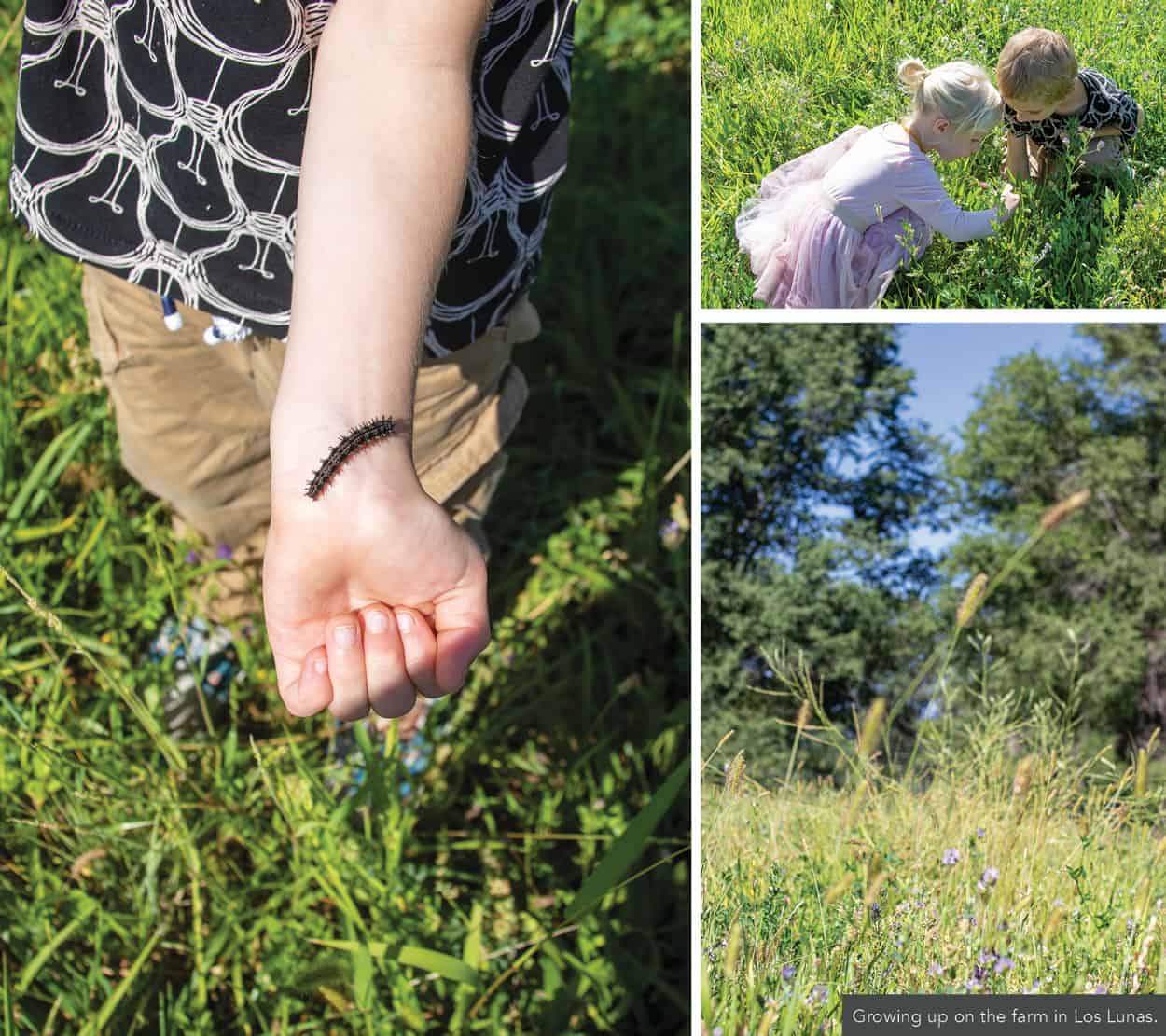 Peculiar Farms Edible New Mexico