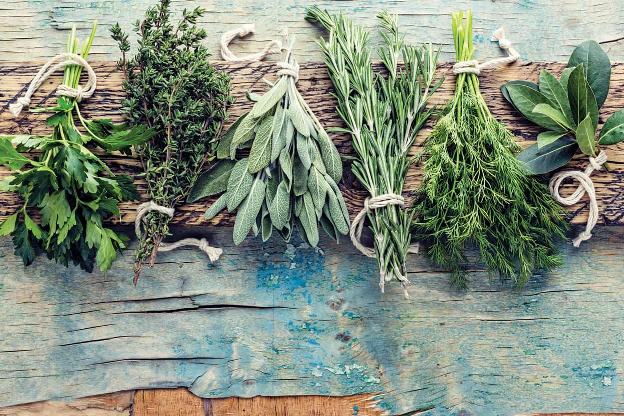 Herb Appeal Edible New Mexico