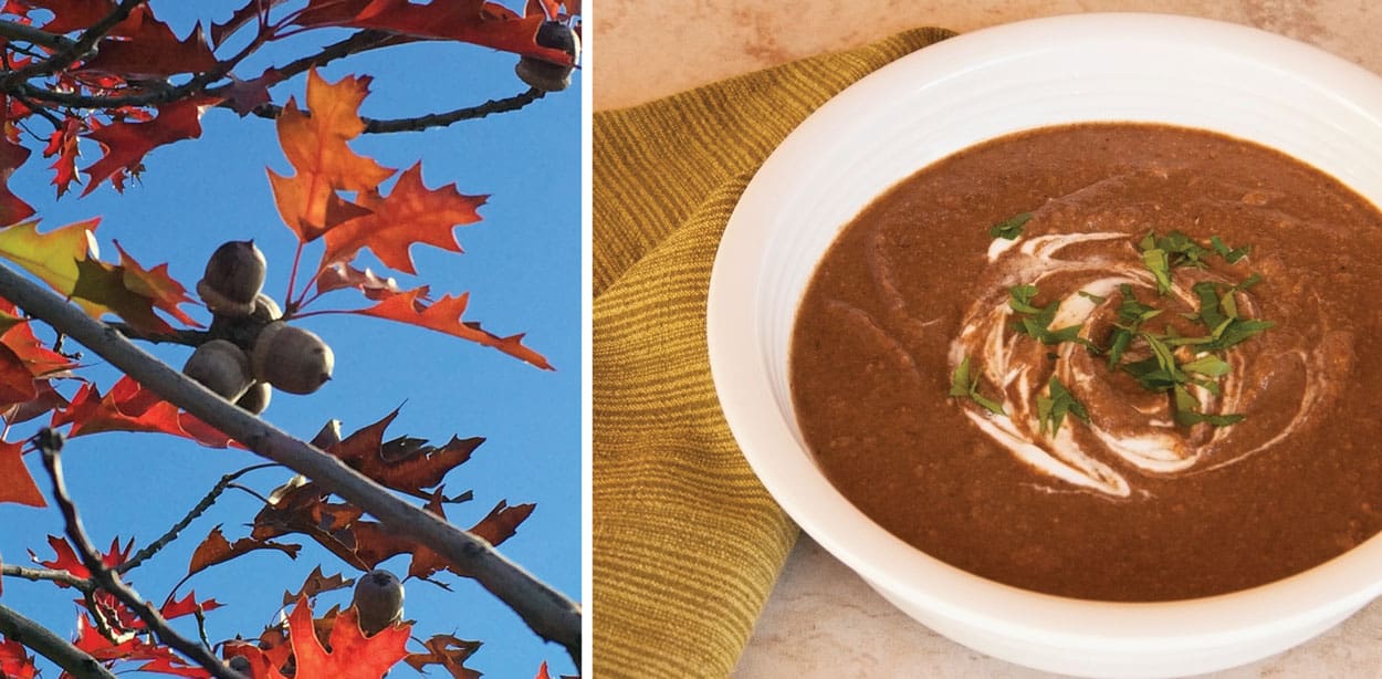 Foraging Acorn Abundance Edible New Mexico