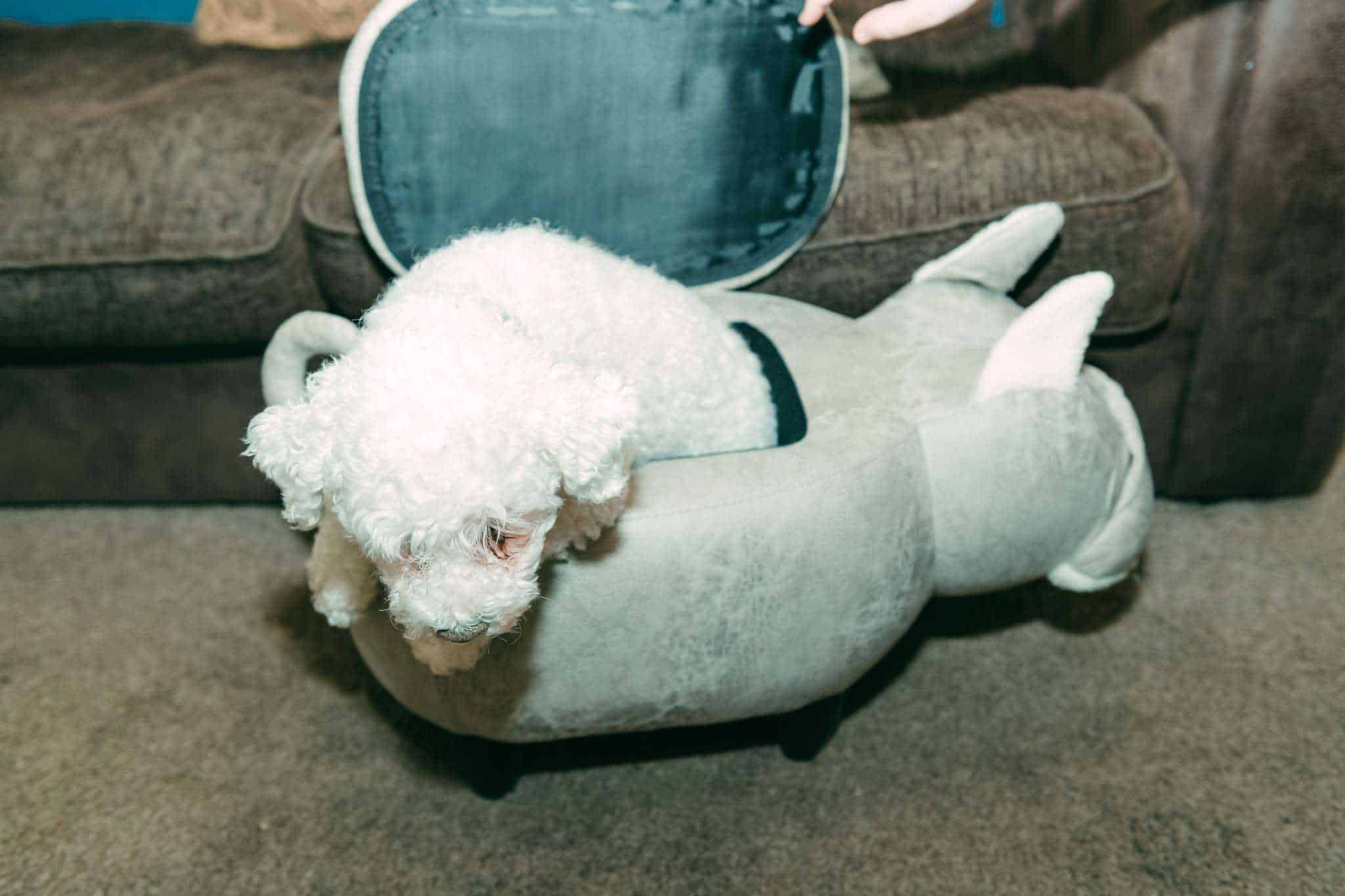 Penelope Pug Storage Footstool