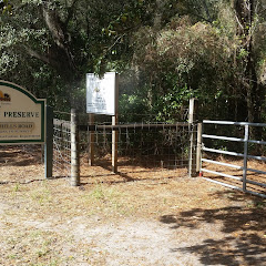 Violet Cury Preserve