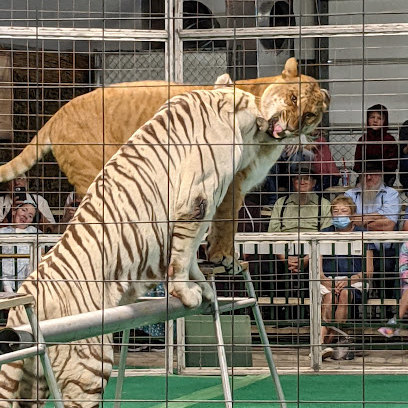 Big Cat Habitat Gulf Coast Sanctuary
