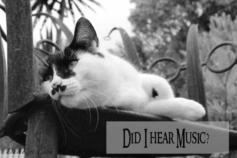 Do I hear Music A cat Listens