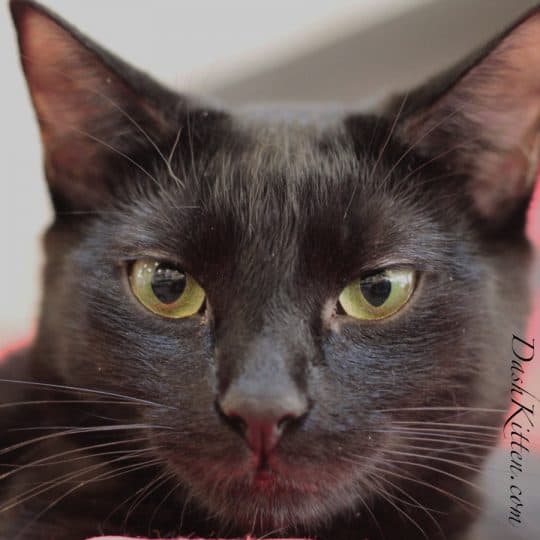 Closeup of a black cat's face