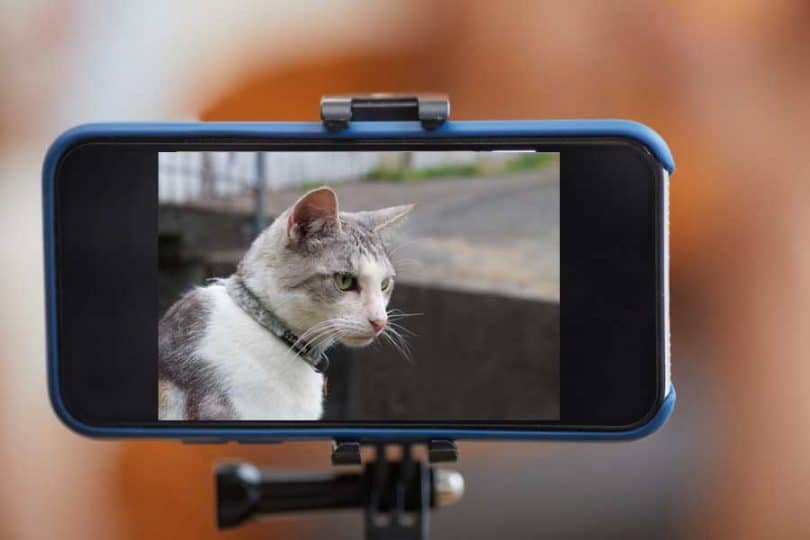 Smartphone Moviemaking. Closeup of a smartphone being used for blogging by a pet blogger