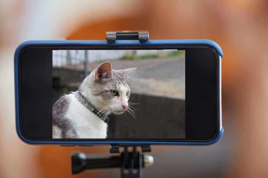 Closeup of a smartphone being used for blogging by a pet blogger