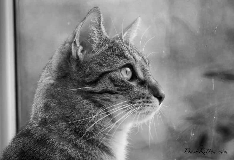 Auto to Aperture Priority. Black and white photo of a cat in profile.