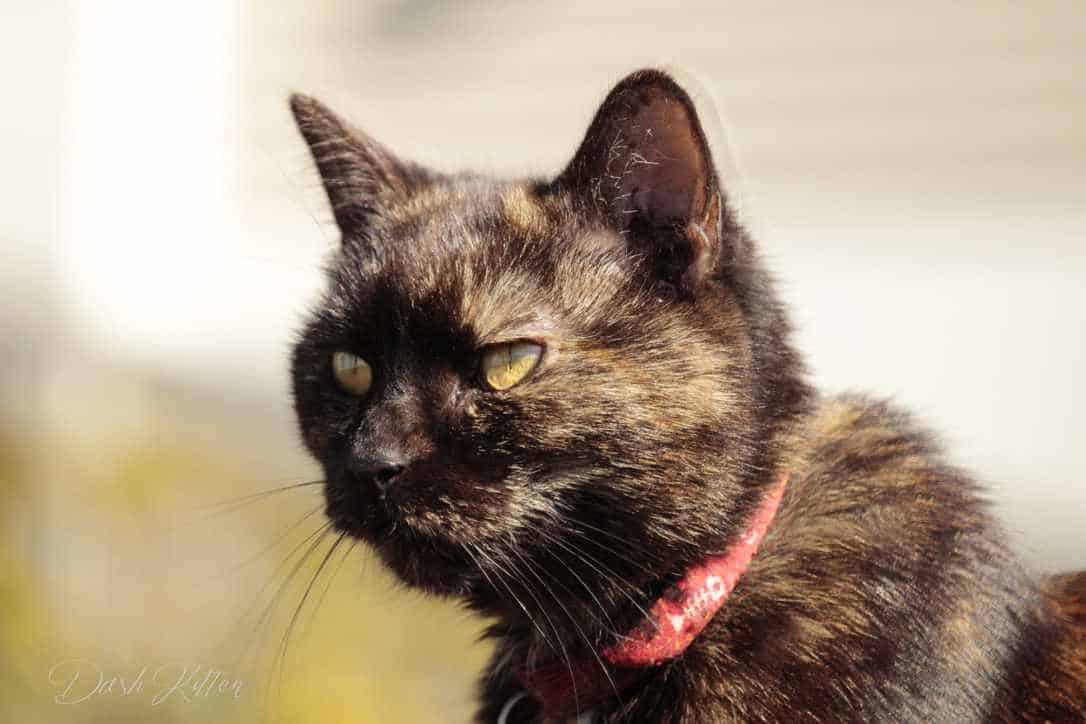 Portrait of Sienna The Tortoiseshell  Cat