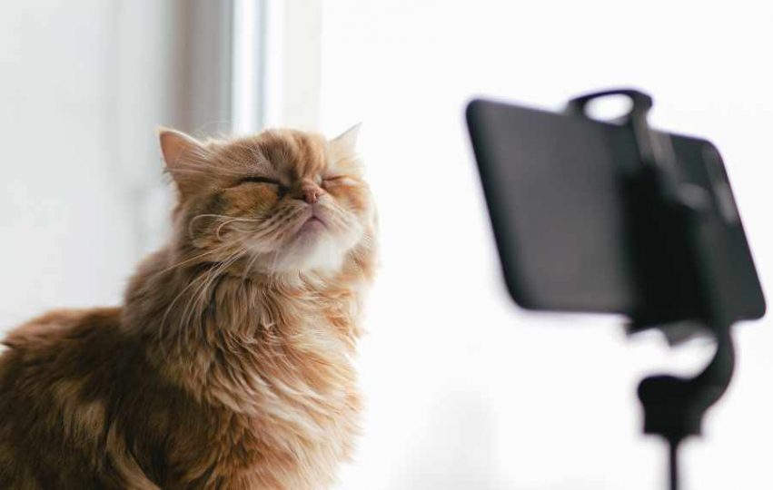 Cat posing in front of a smartphone