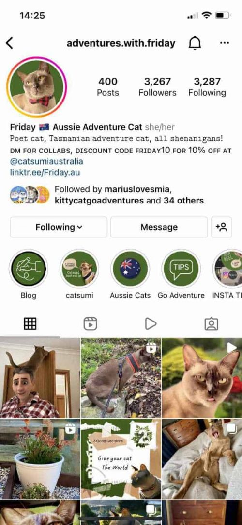 Screenshot of a smartphone window showing an instagram feed with cats