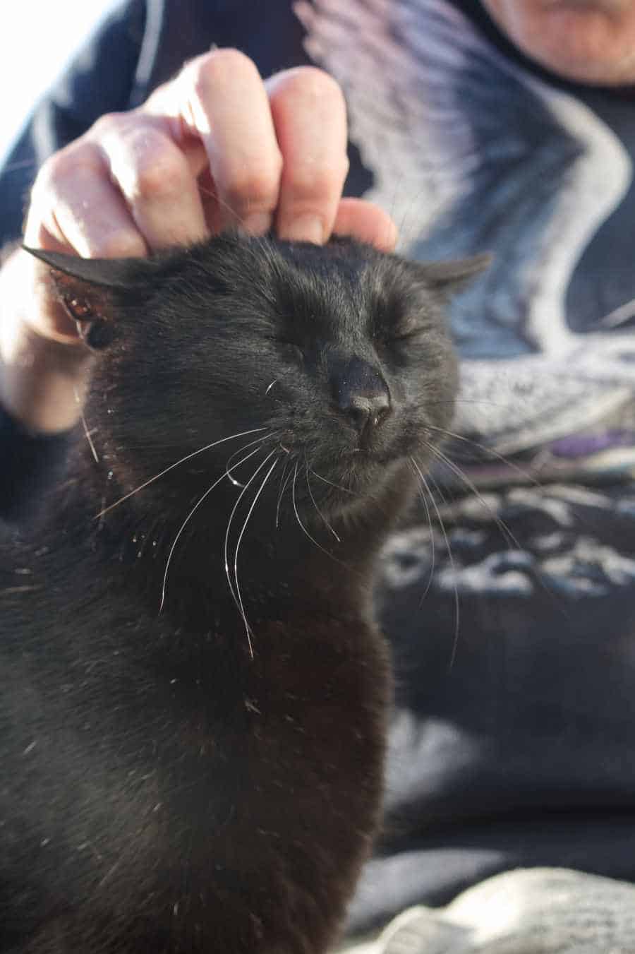 black cat having his head scratched