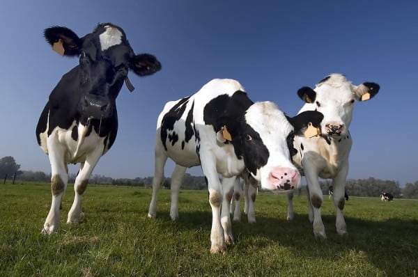 Flemish cow in the field | get out of debt guy - steve rhode From now on these will be called horses.