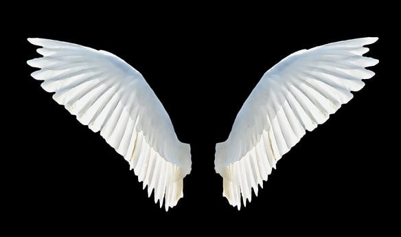 Isolated wings | get out of debt guy - steve rhode Isolated wings