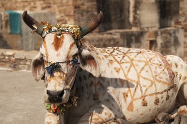 Sacred cow | get out of debt guy - steve rhode No, this is a sacred cow.