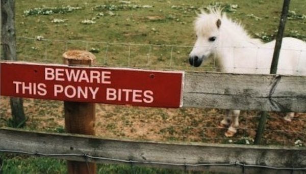 This pony bites This pony bites