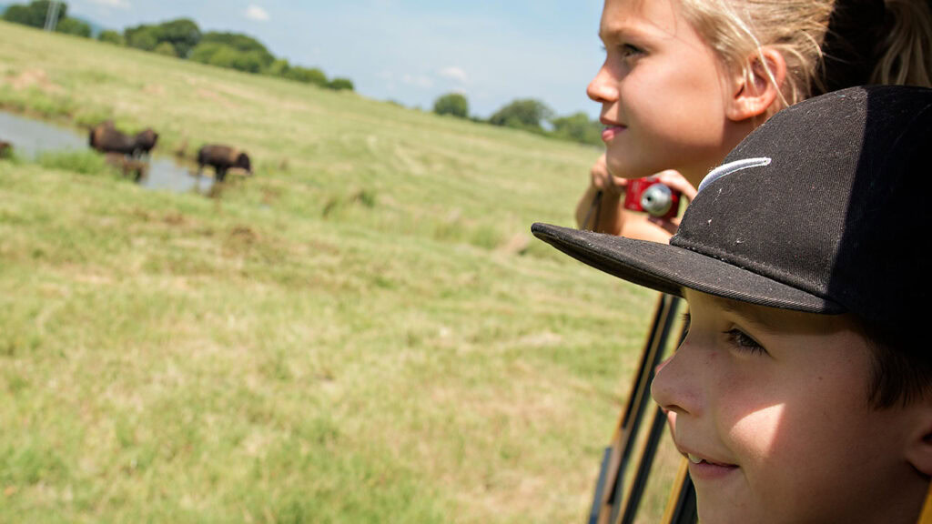 Buffalo Tours