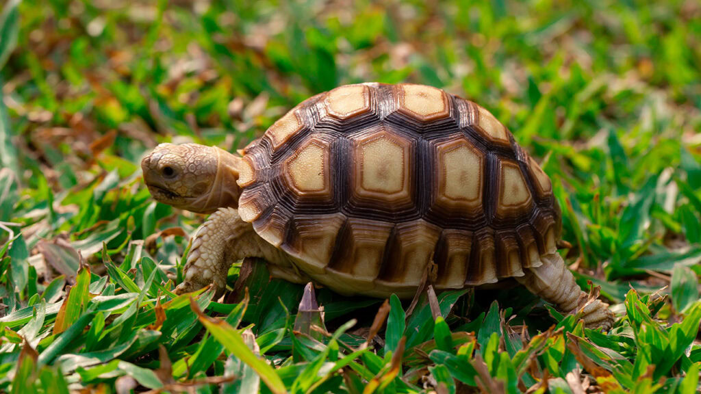 Terrapin Races