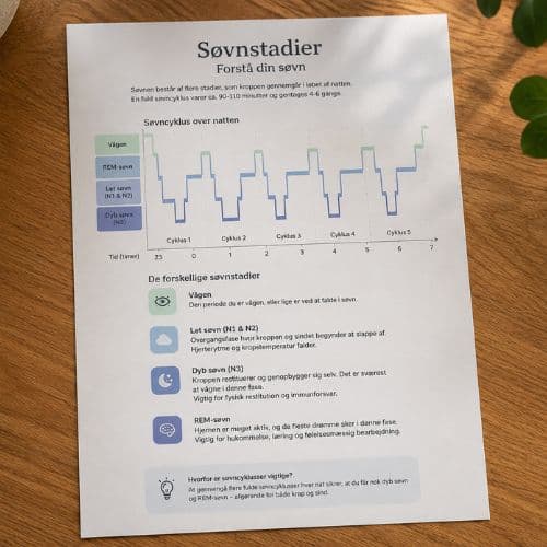 de forskellige søvstadier forklaret