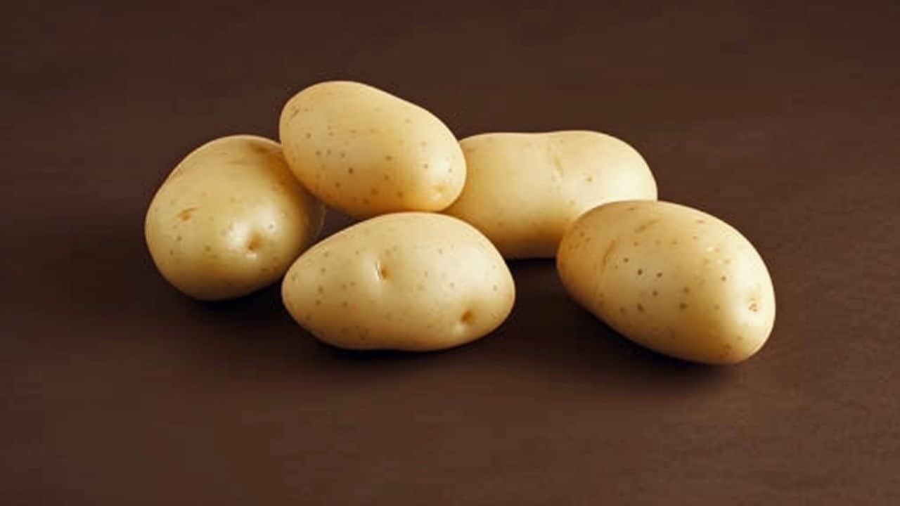 læggekartofler test