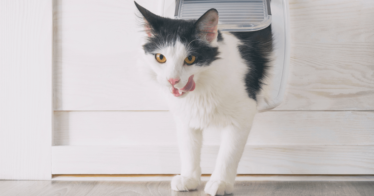 Screen Enclosures and More | Things to Consider Before Installing a Pet Door for Your Screen Enclosure