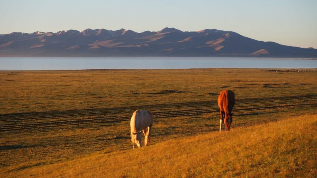 Chevaux du Kirghizistan