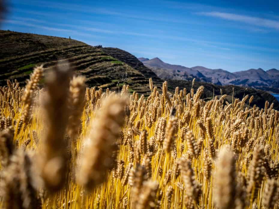 Champ de blé isla del sol