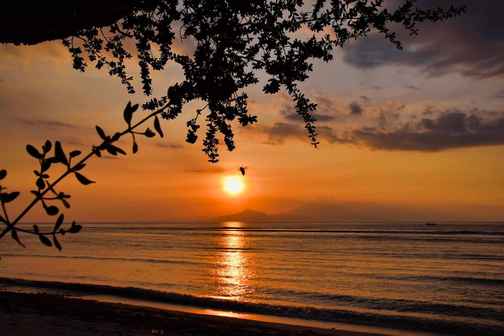 vaches et chevaux lac Song kul