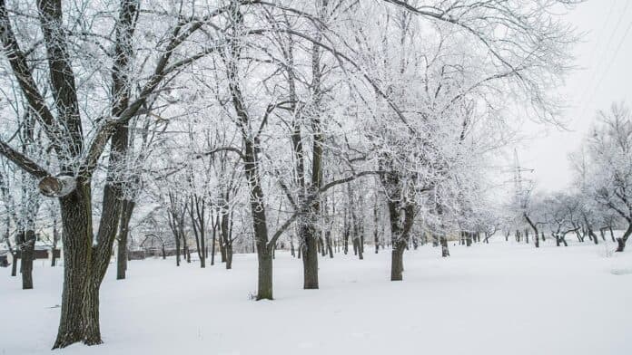 Winter Weather Closures