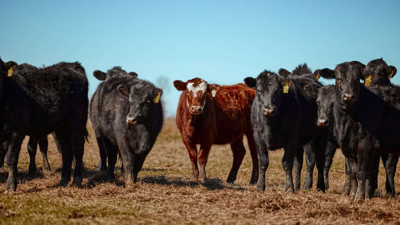 Cattle standing in a field on Chocatw ranch