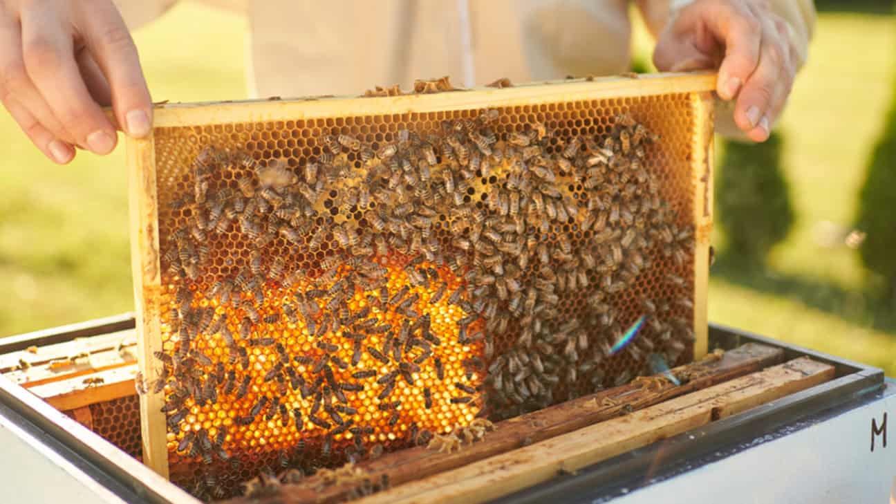 Beekeeping Classes